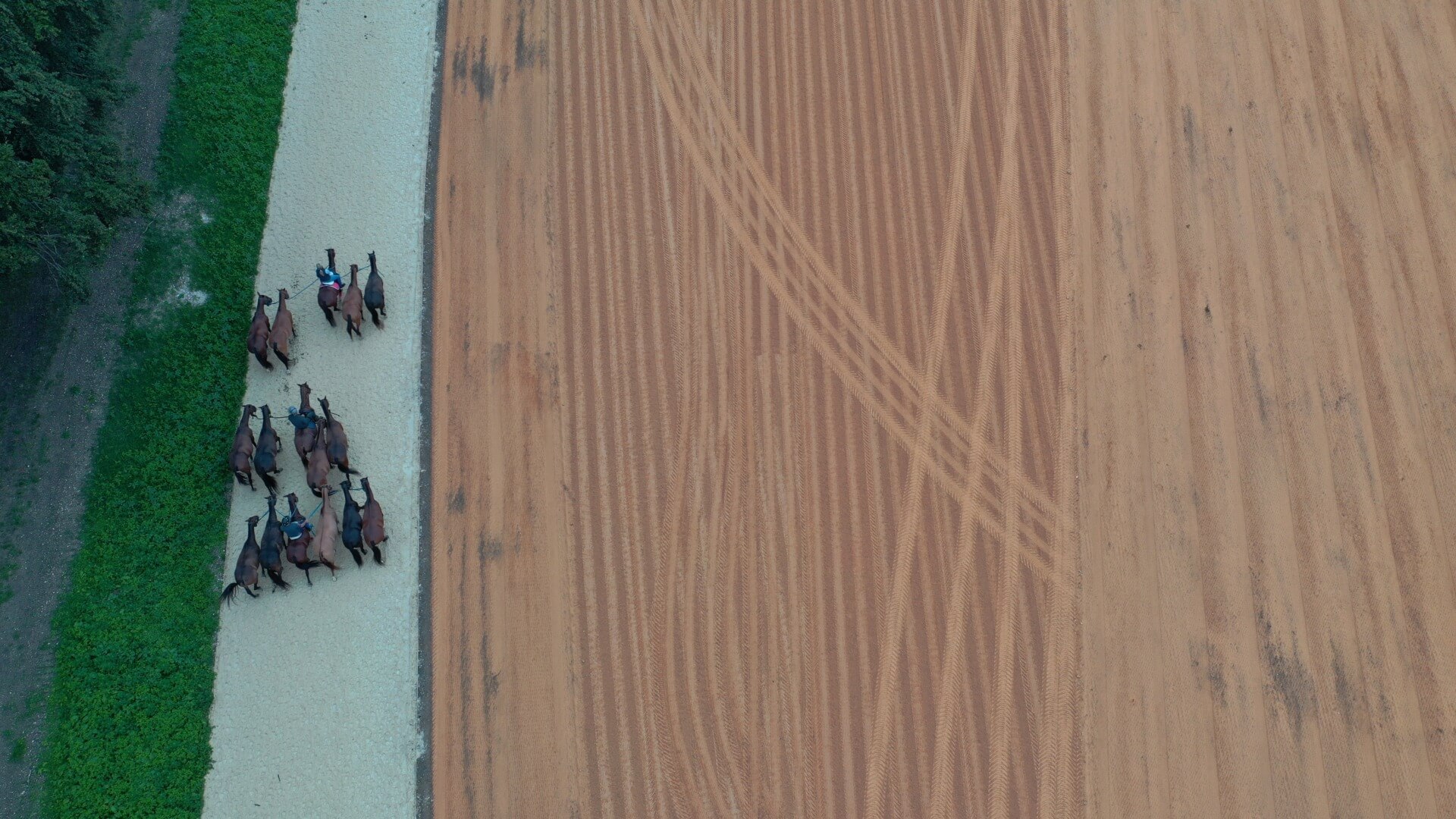 Equestrian Services horses on a track